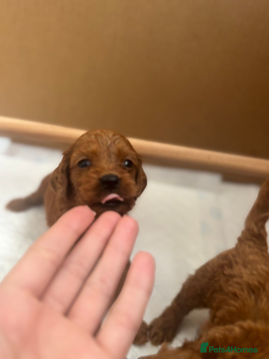 Cavapoo dogs for sale: Fox RED Cavapoo Puppies - Image 25