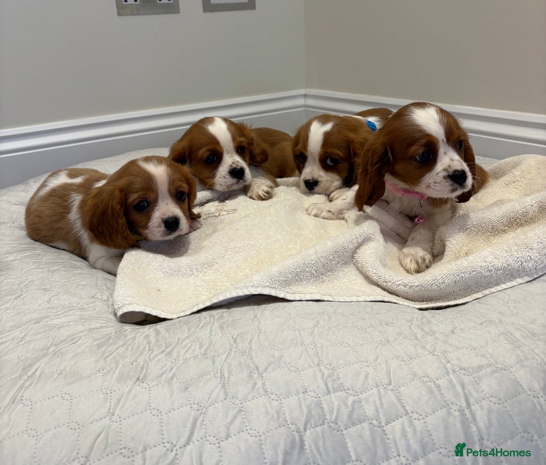 Cavalier King Charles Spaniel dogs for sale: Extensively health tested parent cavalier puppy’s  - Image 13