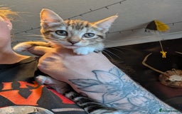 Mixed Breed cats for sale: Gorgeous kittens lovely markings  - Image 3