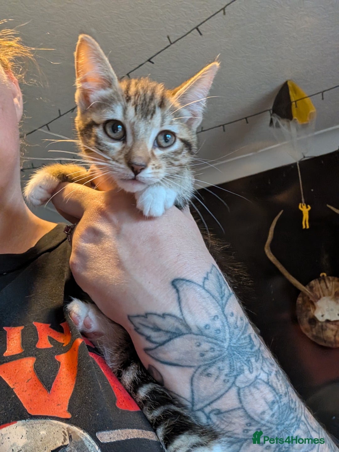 Mixed Breed cats for sale: Gorgeous kittens lovely markings  - Image 3