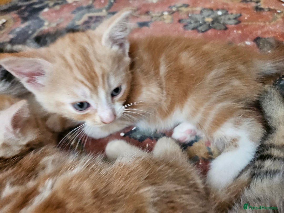 Mixed Breed cats for sale: Georous ginger female tabbies, grey tabby, torties - Advert 3