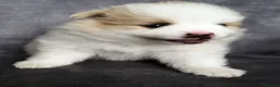 Pomeranian dogs for sale: Beautiful Pomeranian Puppies – Harrow in Harrow - Advert 4