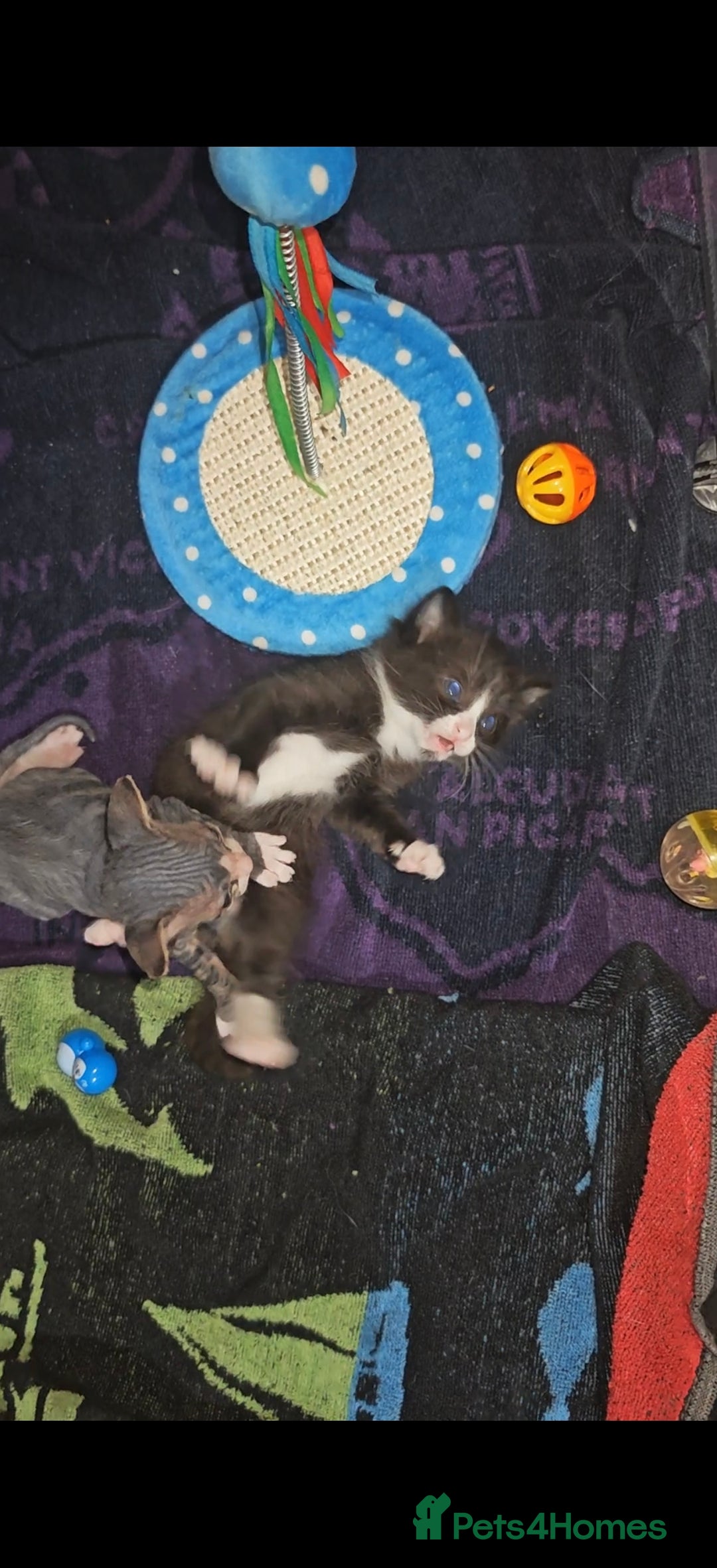 Mixed Breed cats for sale: Beautiful kittens  - Advert 7