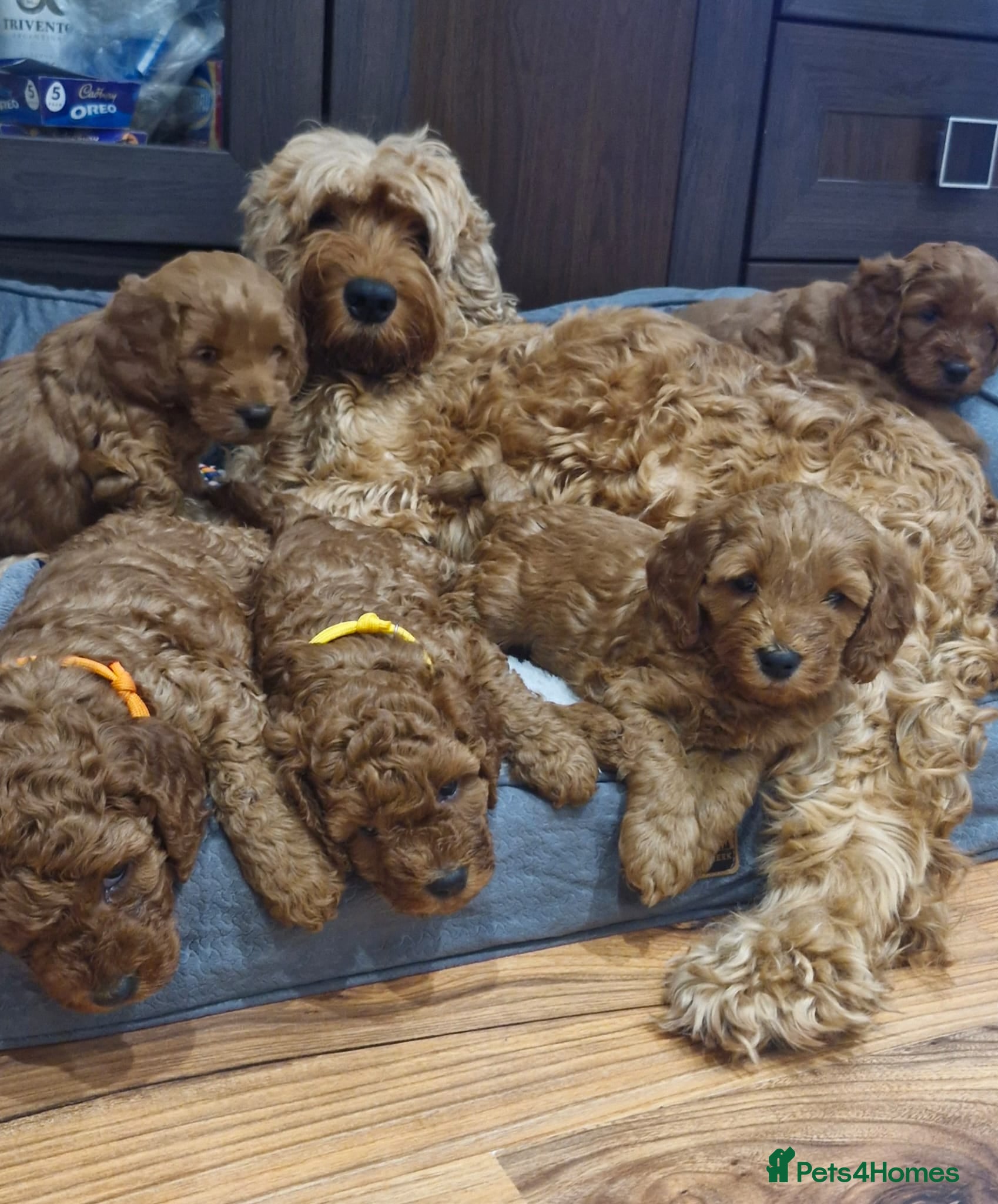 Cockapoo dogs Cockapoo f1b 5 boys  - Advert 3