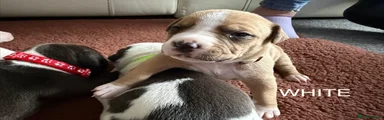Staffordshire Bull Terrier 1