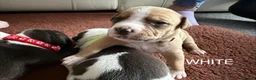 Staffordshire Bull Terrier dogs for sale: Beautiful staffy puppies in Billingshurst - Advert 4