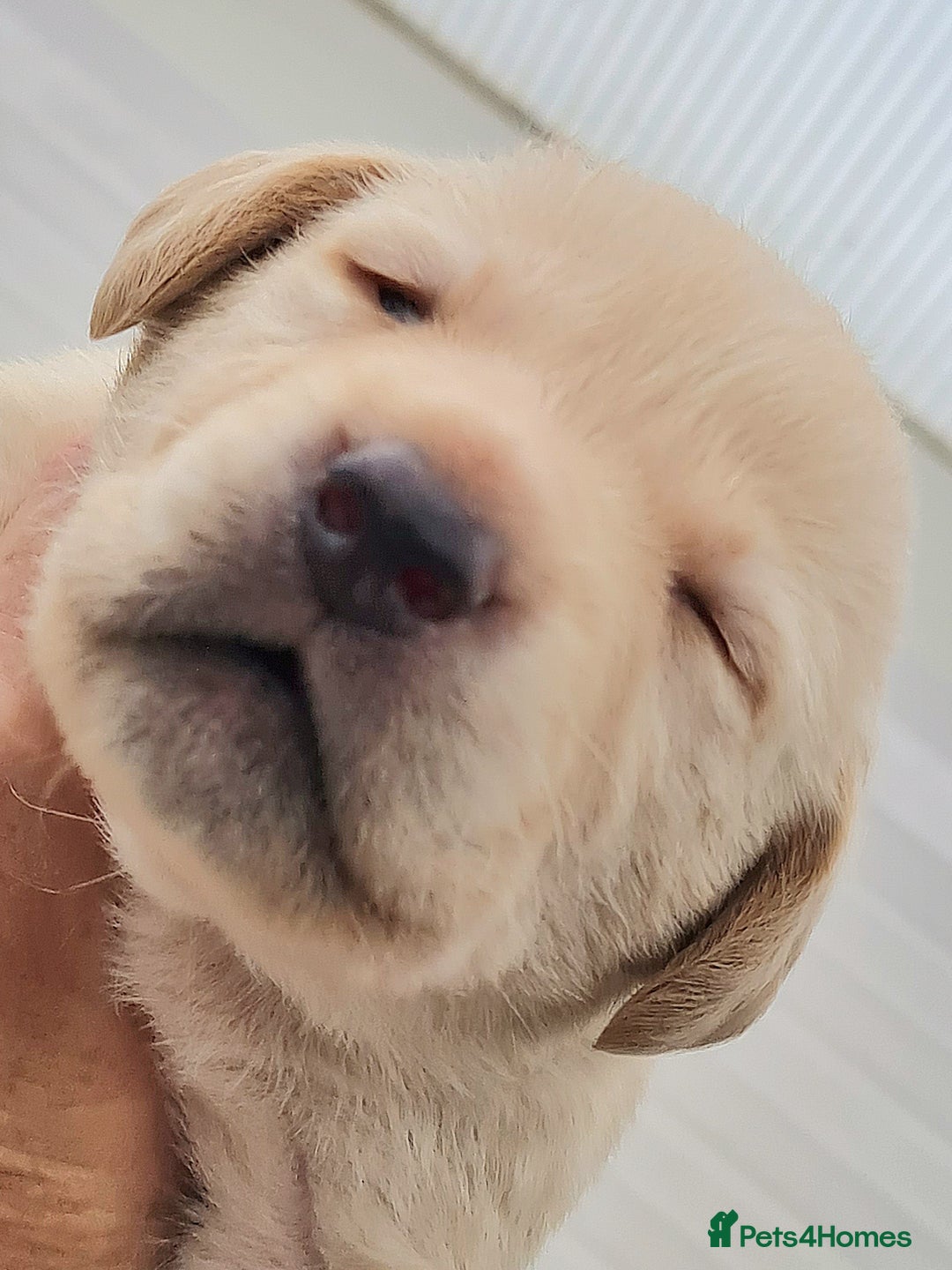Labrador Retriever dogs for sale:  Beautiful, bouncing Pedigree Pups - Image 17