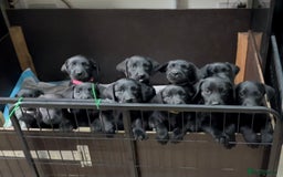Labrador Retriever dogs for sale: 1 Girl left. Ready to leave Now!  - Image 1