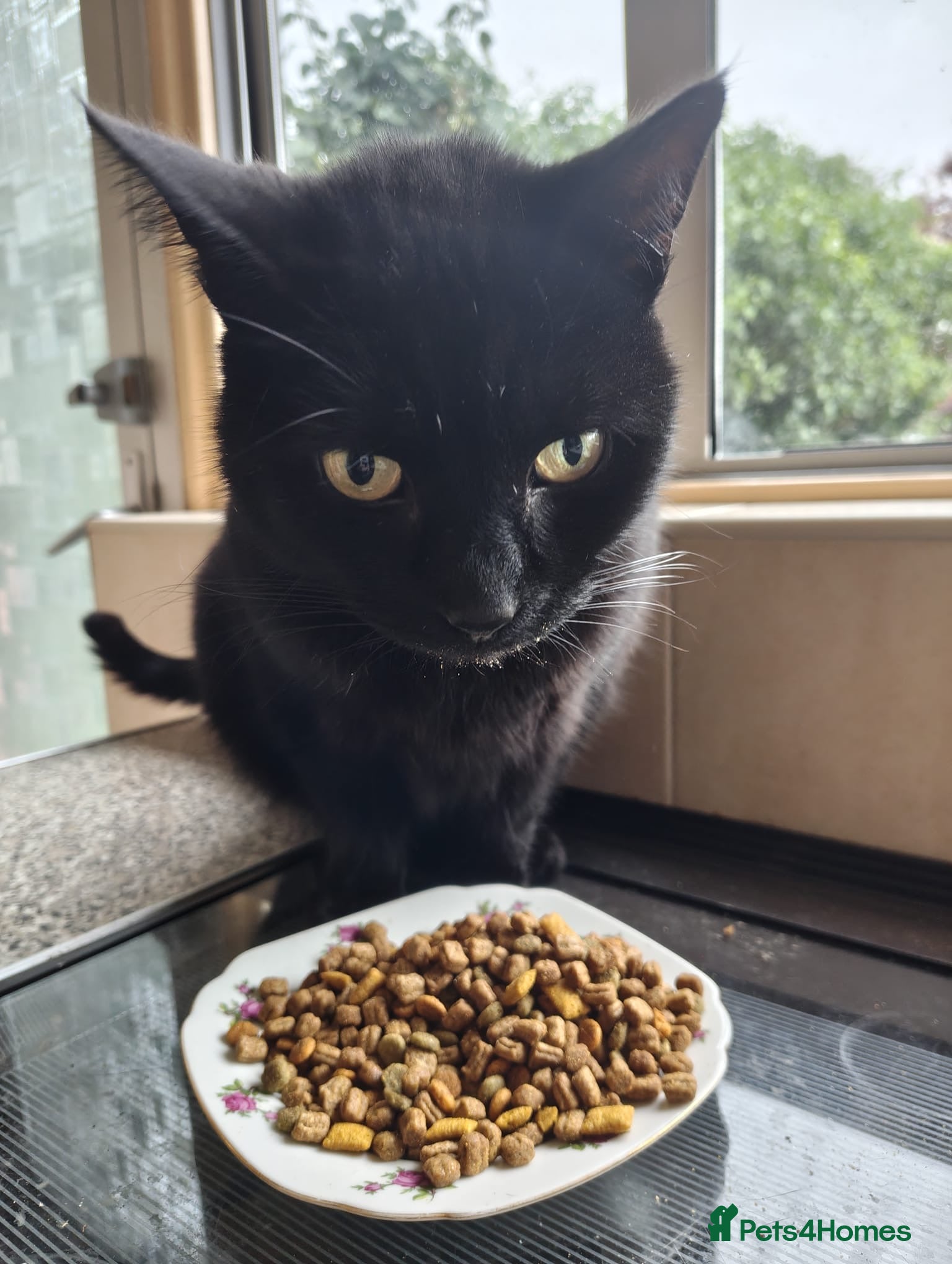 Mixed Breed cats Adult male cat  - Advert 3