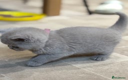 British Shorthair cats for sale: British Shorthair Kittens - Image 10