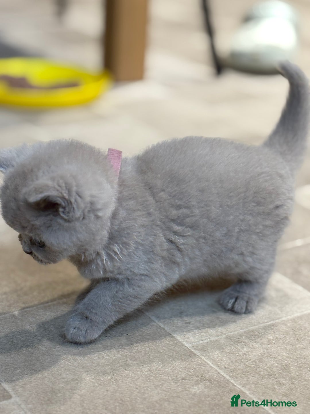 British Shorthair cats for sale: British Shorthair Kittens - Image 10