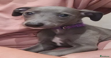 Whippet dogs - Advert 11
