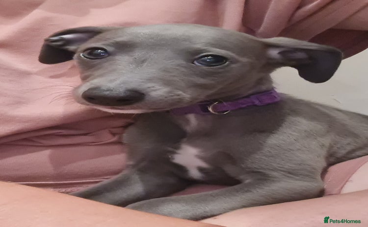 Whippet dogs - Advert 2