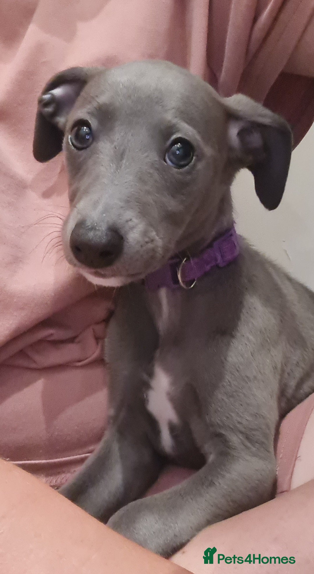 Whippet dogs for sale: KC Whippet puppy. READY TO LEAVE - one girl left - Image 3