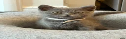 British Shorthair cats for sale: Ready to leave pedigree BSH kittens - Advert 7