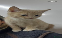 Mixed Breed cats for sale: Apricot Tabby & Peach Tortie Girl Kittens - Image 9