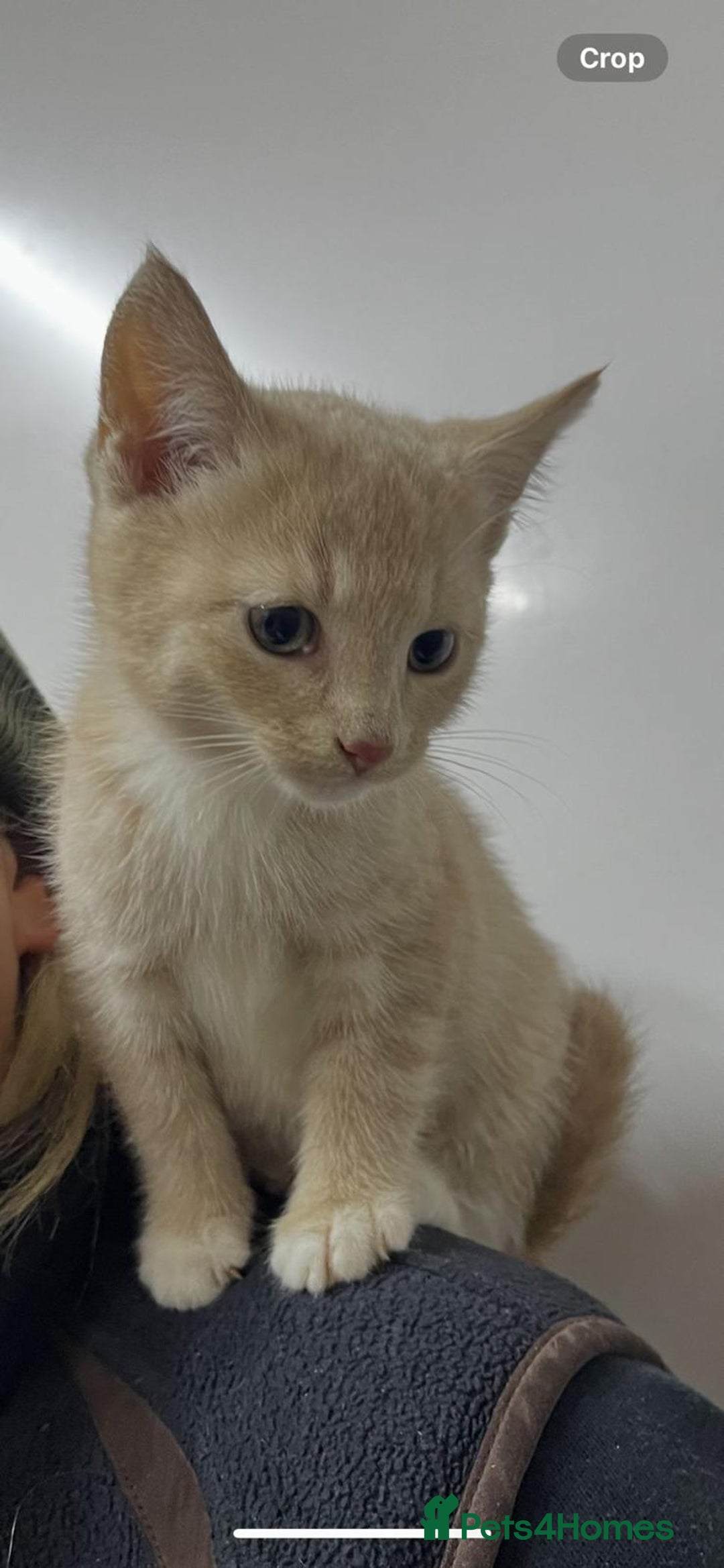 Mixed Breed cats for sale: Apricot Tabby & Peach Tortie Girl Kittens - Image 9