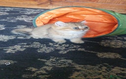 British Shorthair cats for sale: Stunning GCCF British Shorthair Kittens. - Image 5