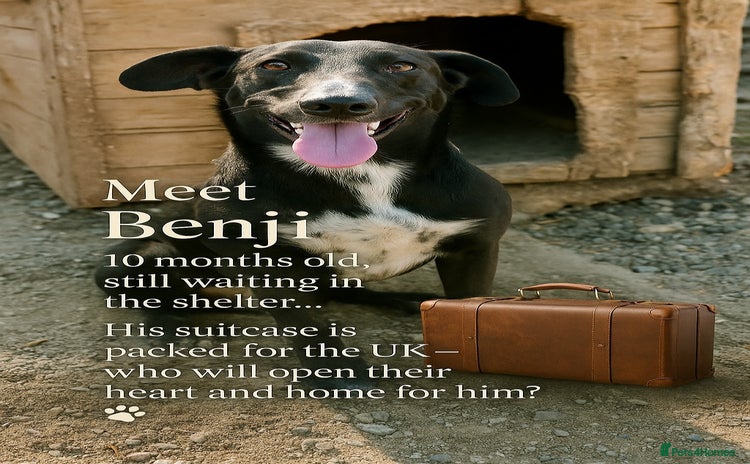 Mixed Breed dogs - Advert 9