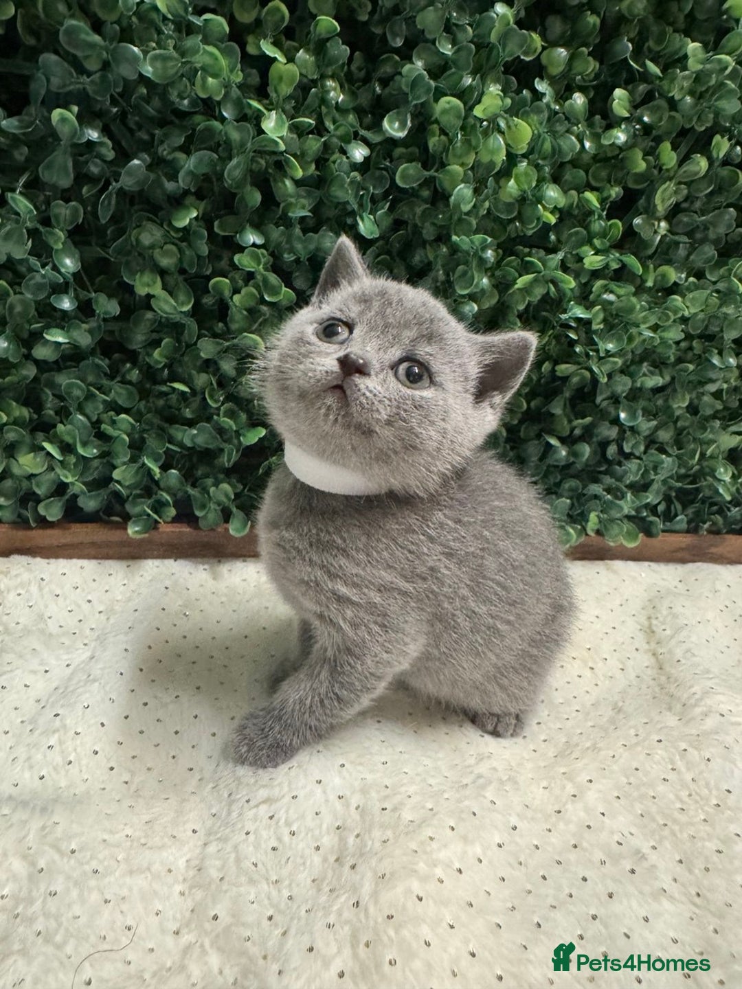 British Shorthair cats for sale: 💕British Shorthair Blue Kittens💕 - Advert 12