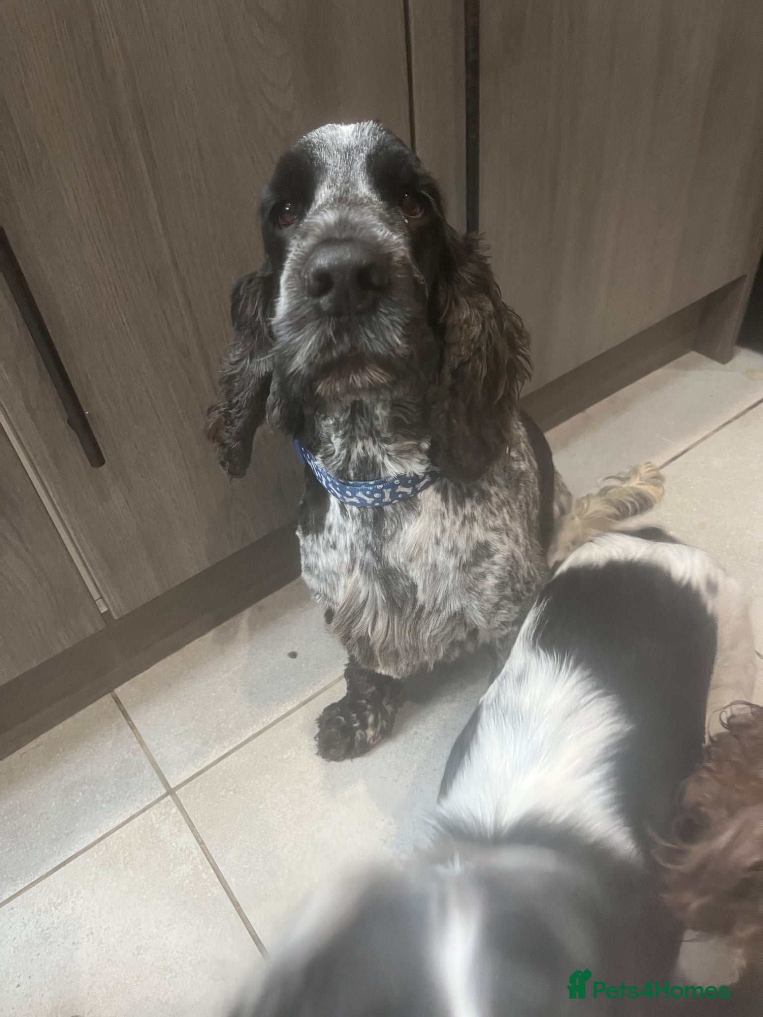 Cocker Spaniel dogs *FOR STUD ONLY* KC BLUE ROAN SHOW COCKER BOY - Advert 12