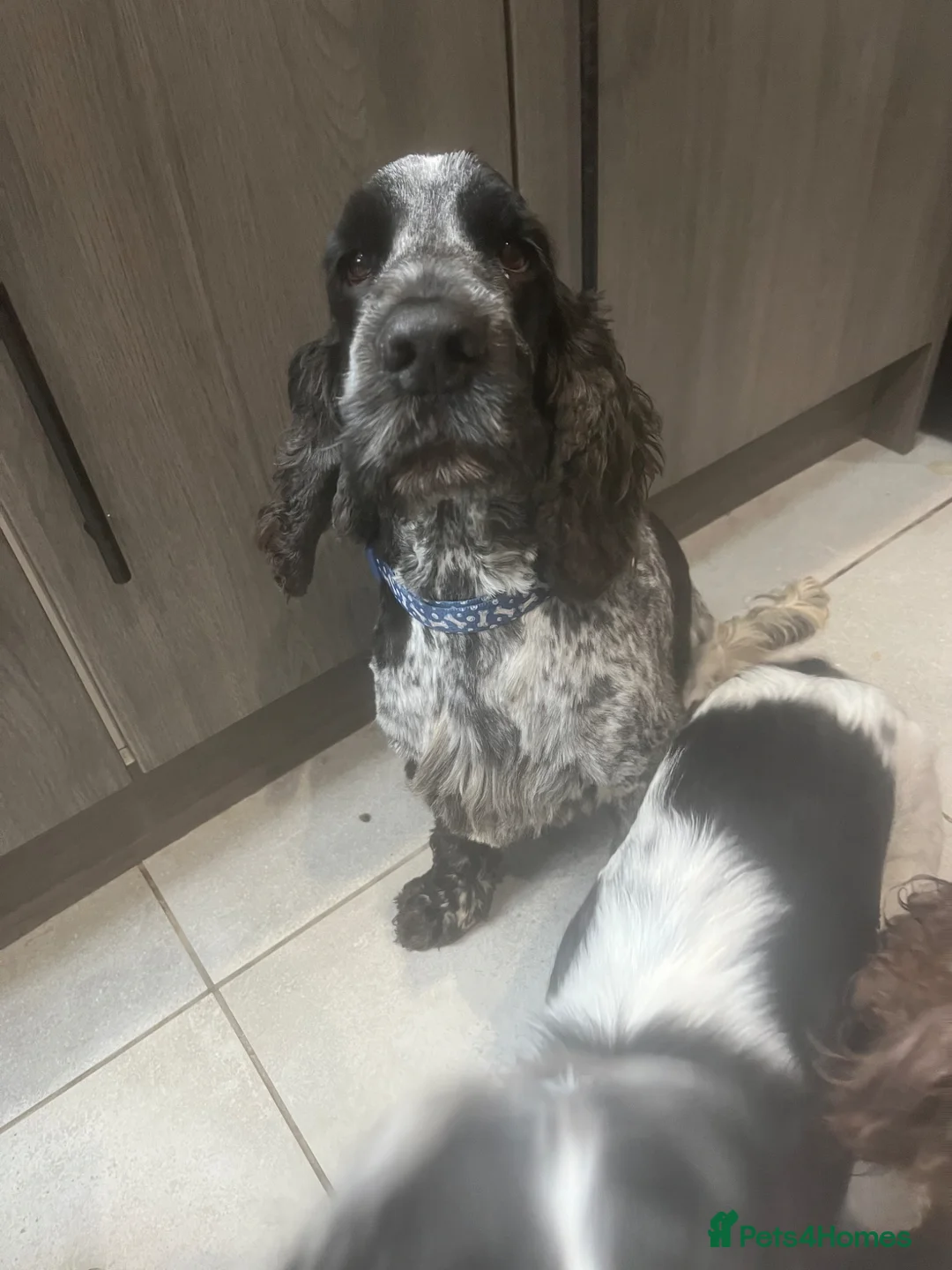 Cocker Spaniel dogs for stud: *FOR STUD ONLY* KC BLUE ROAN SHOW COCKER BOY - Advert 1