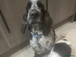 Cocker Spaniel dogs *FOR STUD ONLY* KC BLUE ROAN SHOW COCKER BOY - Advert 12