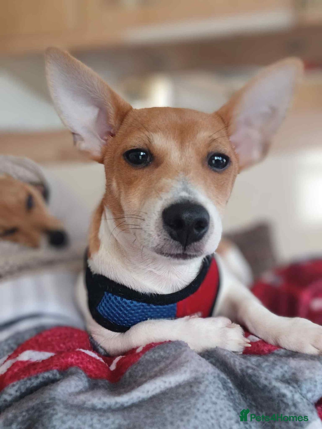 Mixed Breed dogs for sale: 3/4 Jack 1/4 Maltese male puppy available  - Advert 12