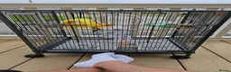 Conures birds for sale: Beautiful Sun Conure with Large Cage & Accessories - Advert 13