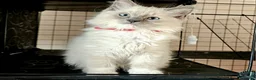 Ragdoll cats for sale: Ragdoll kittens bluepoint mitted  - Advert 11