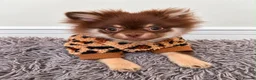 Pomchi dogs for sale: Chocolate Tan Fluffy boy !  - Advert 6