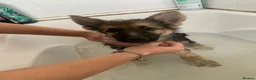 German Shepherd dogs for sale: Quality Straight Backed German Shepherd Puppies - Advert 4