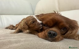 Cavapoo dogs for sale: 🐾 Beautiful F1 Cavapoos – Raised with Love  🐾 - Advert 21