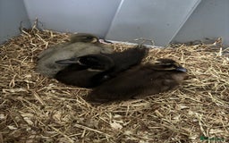 Ducks poultry for sale: Indian Runner Ducklings  in Wigan - Image 1