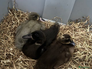 Ducks poultry in Wigan - Advert 2