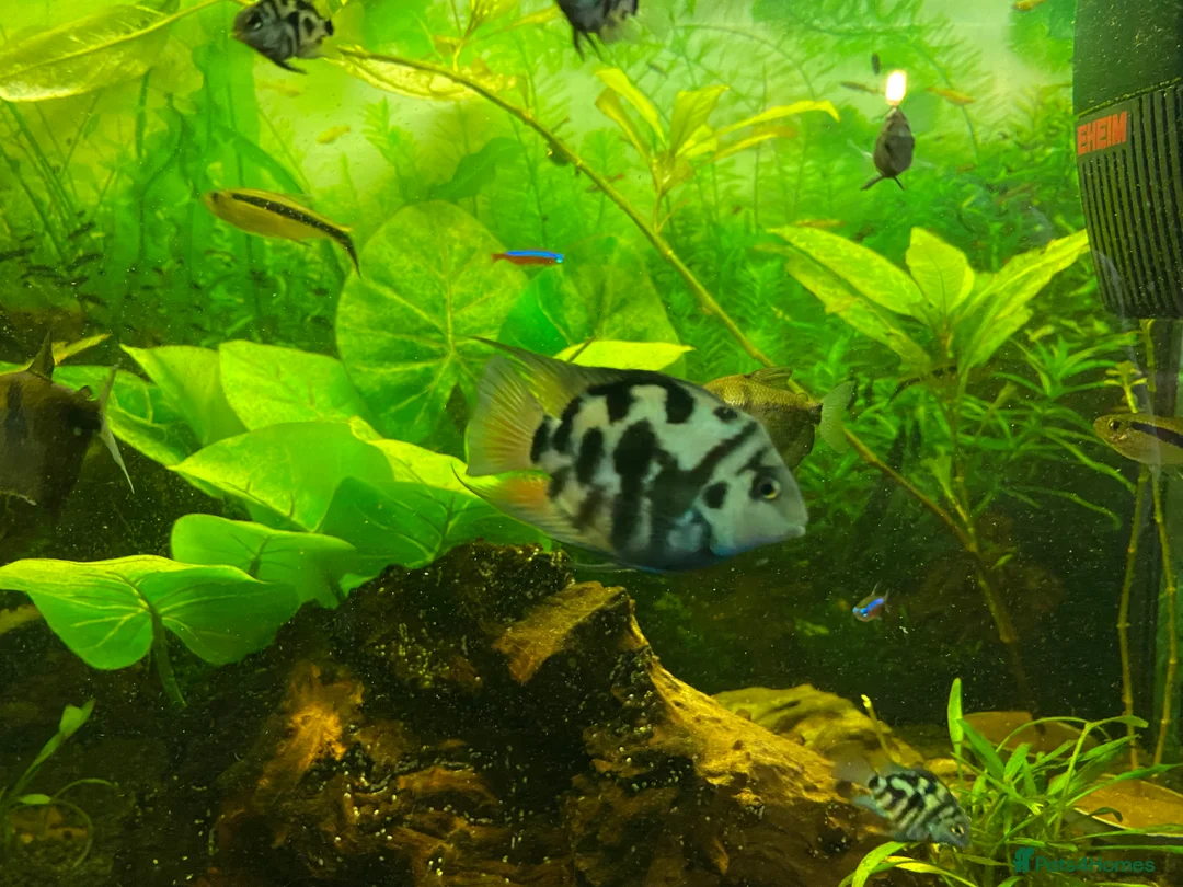 Other/Mixed Breed fish for sale: Blue Parrot Parents (x2) and Young (up to 20) in Heathfield - Advert 3