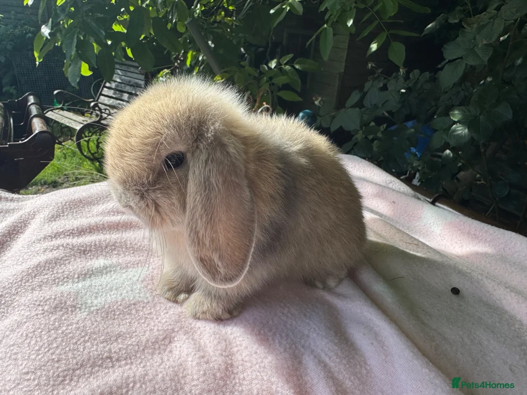 Mini Lop rabbits for sale: Beautiful mini lops for sale  - Advert 15