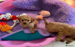 Cavapoo dogs for sale: F1 cavapoo,puppies, girls and boys available - Image 9