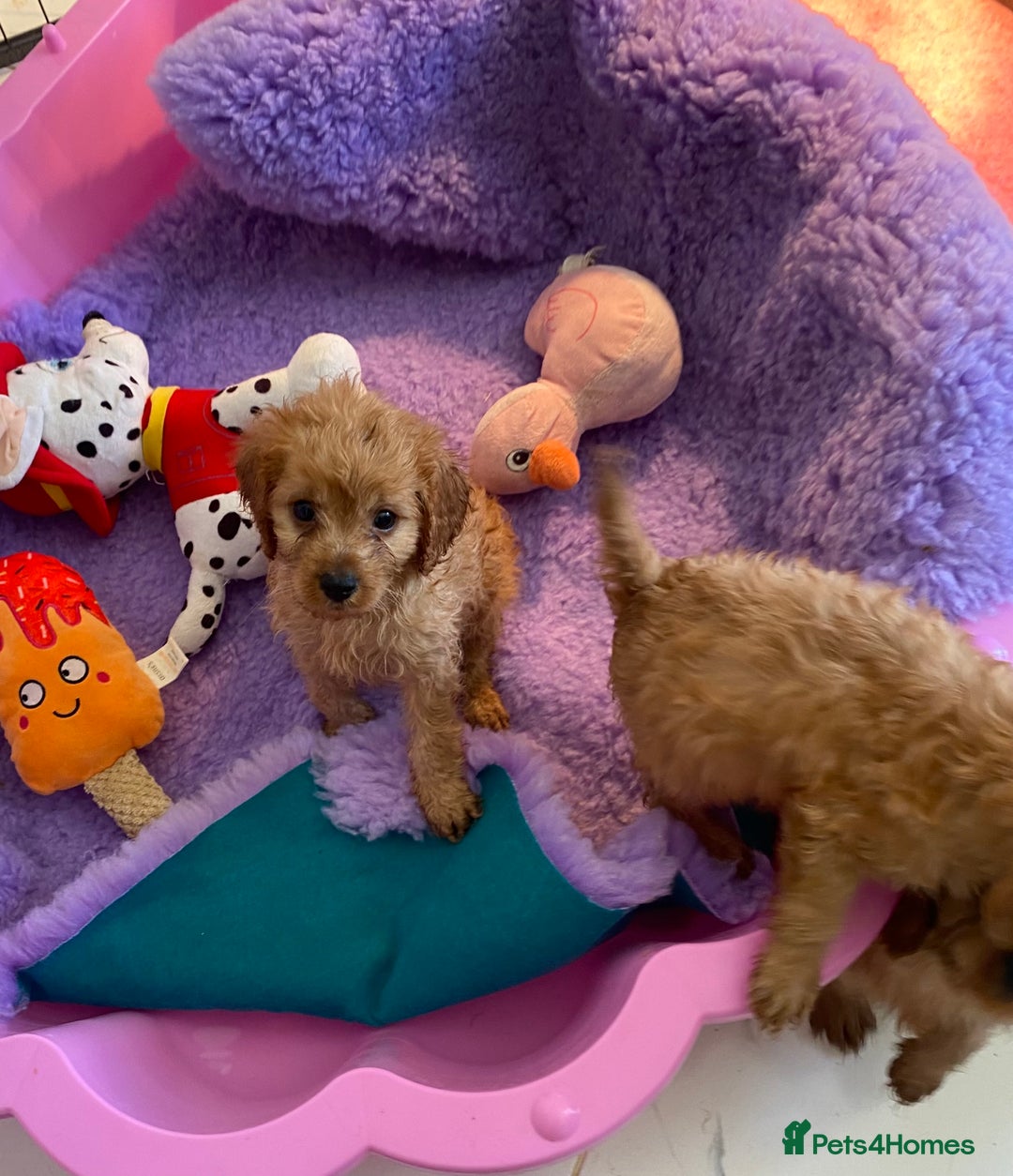 Cavapoo dogs for sale: F1 cavapoo,puppies, girls and boys available - Image 9