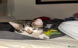 Bengal cats for sale: Half Bengal Kittens for sale  - Image 9