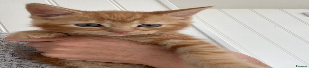 Domestic Shorthair Kitten 1