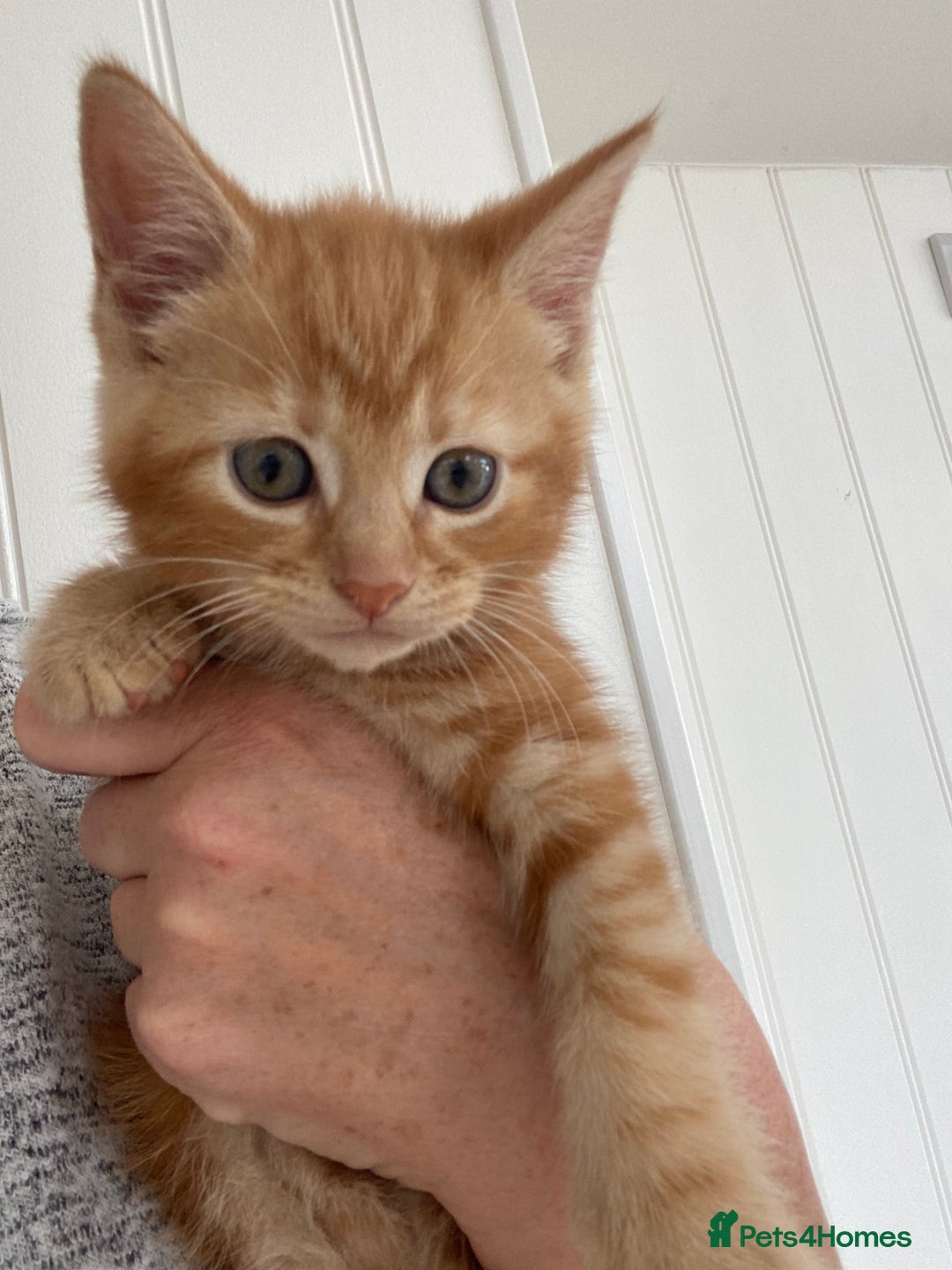Domestic Shorthair cats for sale: Healthy full ginger female girl kittens  - Image 6