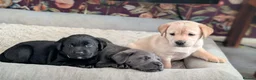 Labrador Retriever dogs for sale: 6 stunning female labrador puppies - Advert 24
