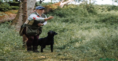 Labrador Retriever dogs - Advert 4