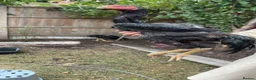 Mixed Breed birds for sale: Shamu Aseel Pure Breed - Advert 8