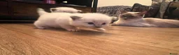 Ragdoll cats for sale: 3 kittens, 5 weeks old - Advert 13