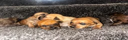 Mixed Breed dogs for sale: Bull Wheaten in London - Advert 7