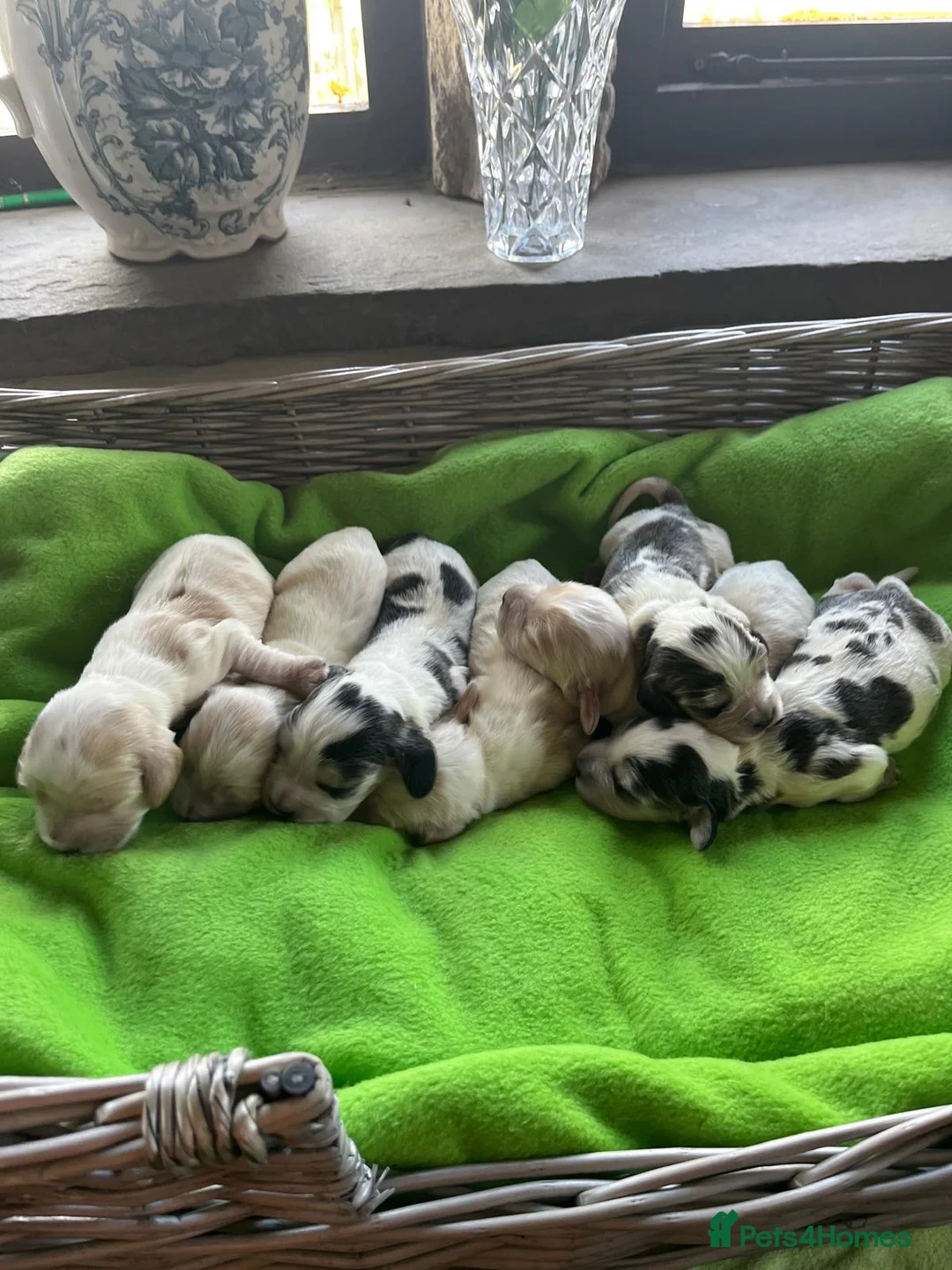 Cocker Spaniel dogs for stud: Orange Roan KC reg Show Cocker Spaniel Stud - Advert 13