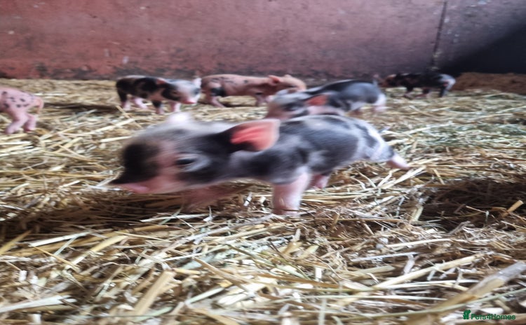 Pig livestock - Advert 1