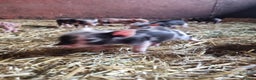 Pig livestock for sale: Micro pigs /t cup - Advert 3